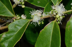 Myrcianthes fragrans
