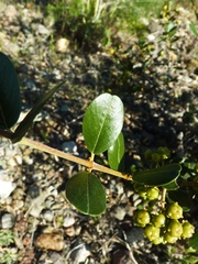 Ceanothus megacarpus insularis