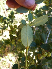 Ceanothus megacarpus insularis