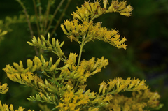 Solidago chapmanii
