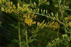Solidago chapmanii