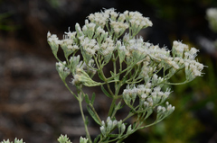 Eupatorium mohrii