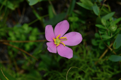 Sabatia grandiflora