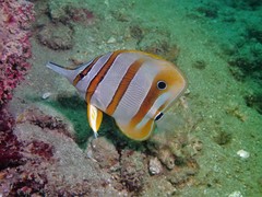Chelmon rostratus