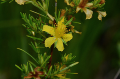 Hypericum fasciculatum