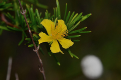 Hypericum fasciculatum