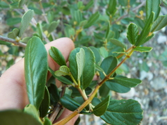 Ceanothus megacarpus insularis