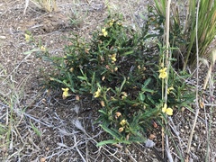 Chamaecrista plumosa