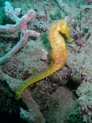 Hippocampus comes