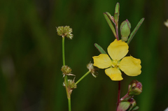 Ludwigia maritima