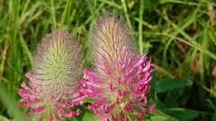 Trifolium rubens