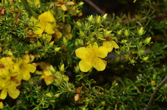 Hypericum brachyphyllum