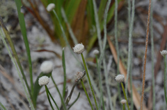 Lachnocaulon anceps