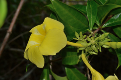 Pentalinon luteum