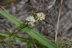 Polygonum dentoceras