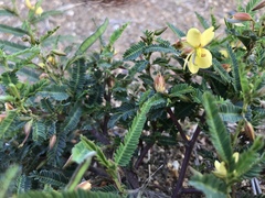 Chamaecrista plumosa
