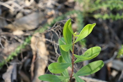 Persoonia sericea