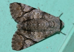 Bamra mundata