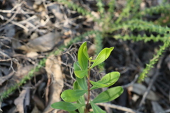 Persoonia sericea