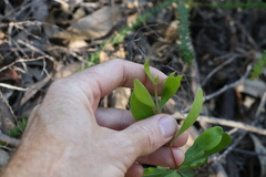 Persoonia sericea