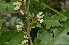 Dalbergia ecastaphyllum