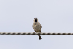 Passer motitensis