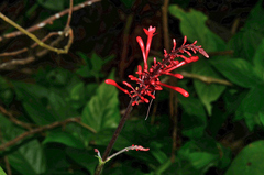 Odontonema cuspidatum
