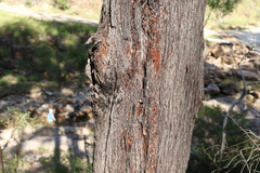 Eucalyptus baileyana