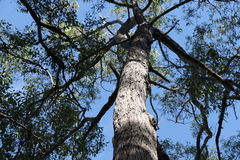 Eucalyptus baileyana