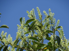 Itea chinensis