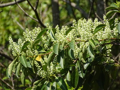 Itea chinensis