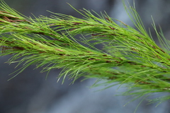 Caustis blakei macrantha