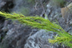 Caustis blakei macrantha