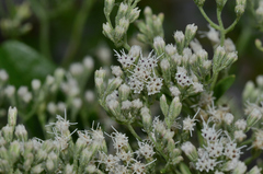 Eupatorium mohrii