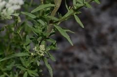Eupatorium mohrii