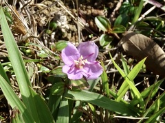 Melastoma dodecandrum