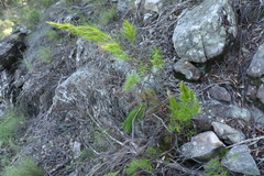 Caustis blakei macrantha