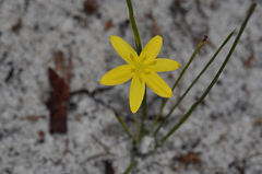 Hypoxis juncea
