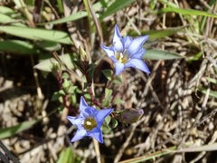 Gentiana loureiroi