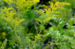 Solidago chapmanii