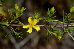 Hypericum fasciculatum