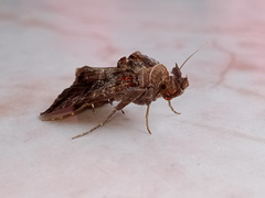 Plusiopalpa adrasta