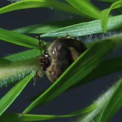 Aspideurus flavescens