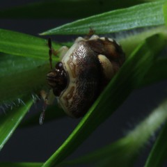 Aspideurus flavescens