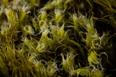 Racomitrium ericoides