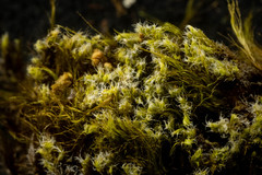 Racomitrium ericoides