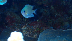 Pycnochromis amboinensis