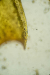 Racomitrium ericoides