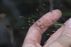 Eriachne pallescens