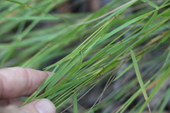 Eriachne pallescens